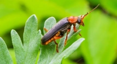 Vatrogasac beetle