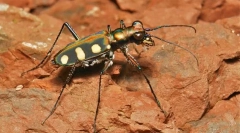 Beetle skakun