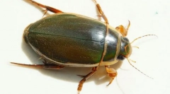 Beetle-verzija