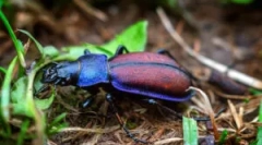 Beetle livada: opis i stil života