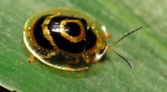 Beetle - zlatna kornjača