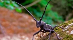 Beetles usachi: vrsta i oštećenja