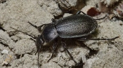 Grudelitsa goeblera