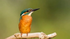 Cherfish. Porodica ptica