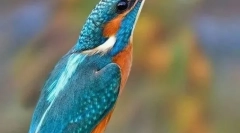 Kingfisher