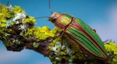 Zeleni sjajni četinari