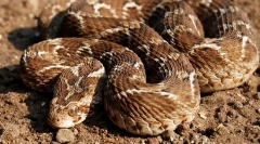 Snake efa