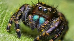 Vrijednost spooforma