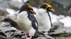 Golotoppins penguin